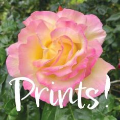 prints lakshmi shankarreddy art